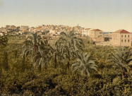 يافا والجوافة.. جميلة فلسطين في المصادر التاريخية مع الدكتور محمد هاشم غوشة